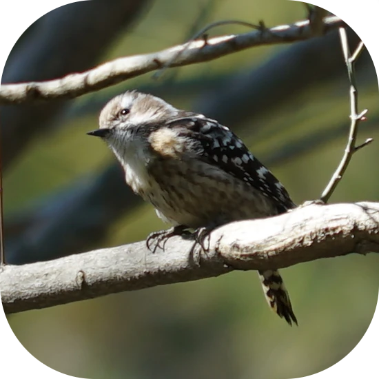 コゲラ(Japanese Pygmy Woodpecker)