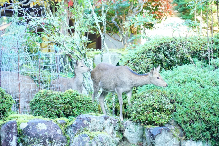 鹿