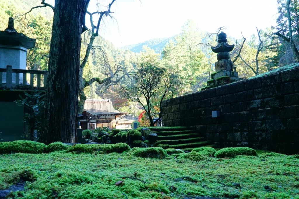 苔むした岩(Mossy rocks)