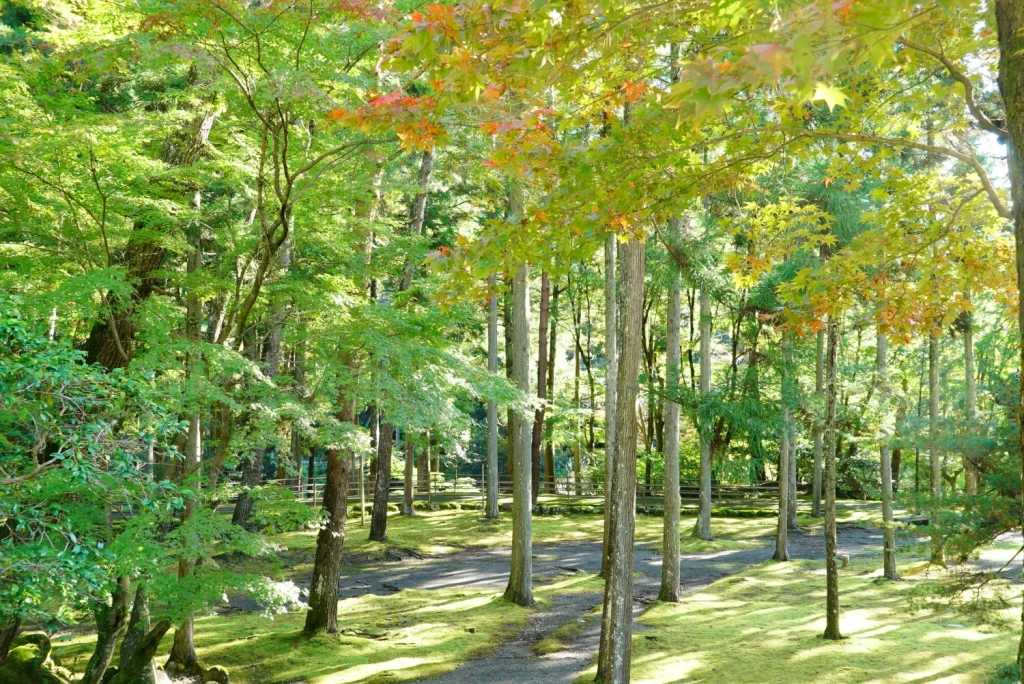 身延山 もみじ(Mt. Minobu Maple leaves)