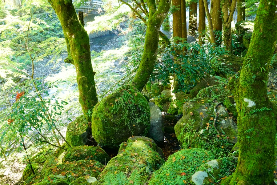 苔むした岩(Mossy rocks)