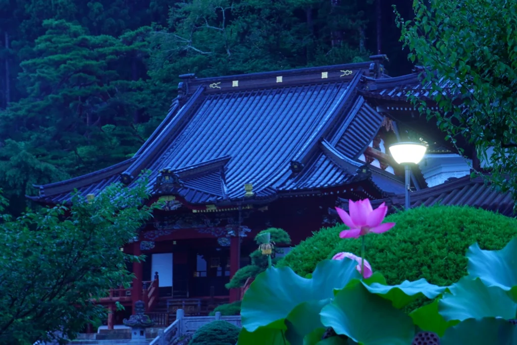 蓮の花(Lotus flower)