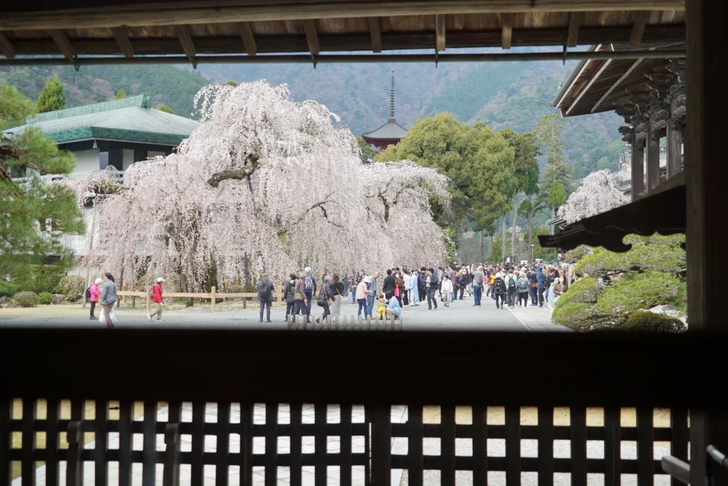 しだれ桜(Weeping Cherry blossoms)