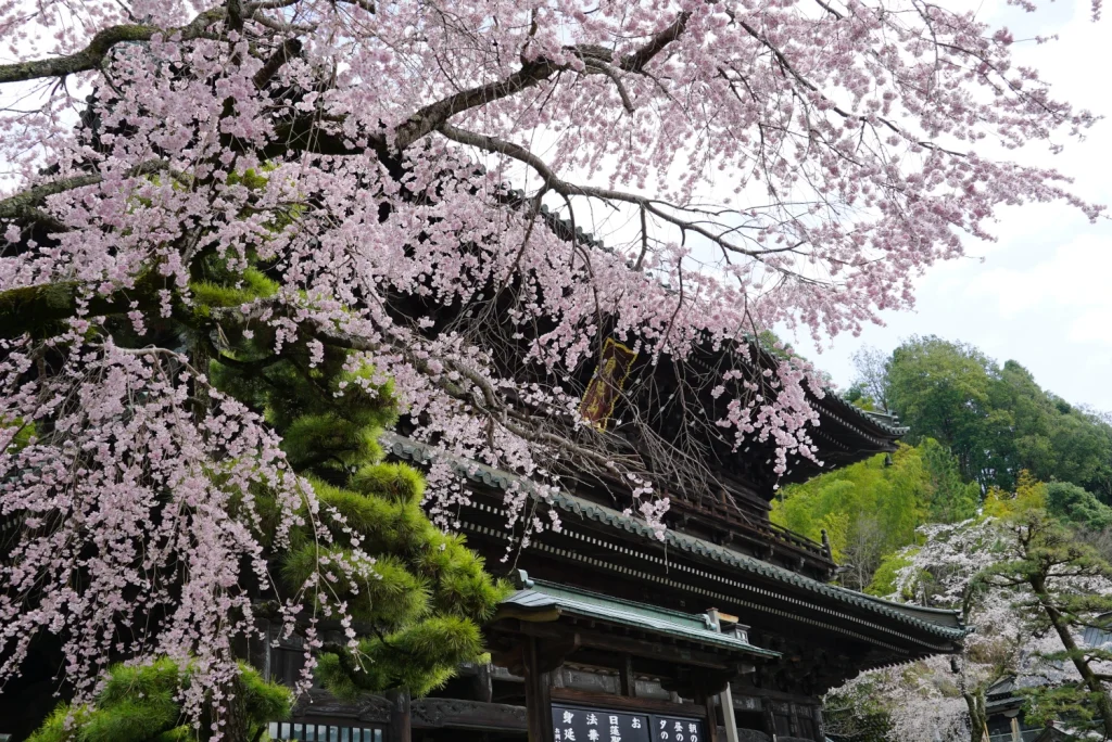 身延山の桜(Cherry blossoms at Mt. Minobu)