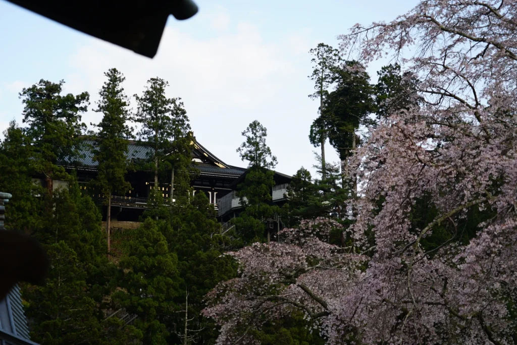 本堂と桜(Hondo/Main hall & Cherry blossoms)