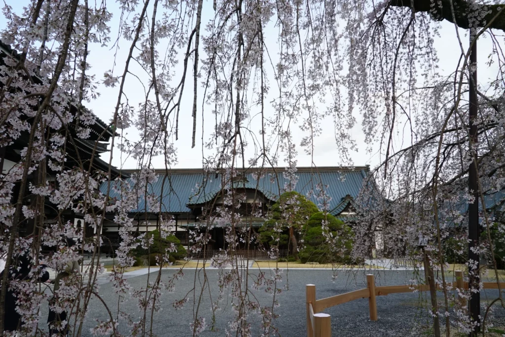 枝垂桜(Weeping Cherry blossoms)