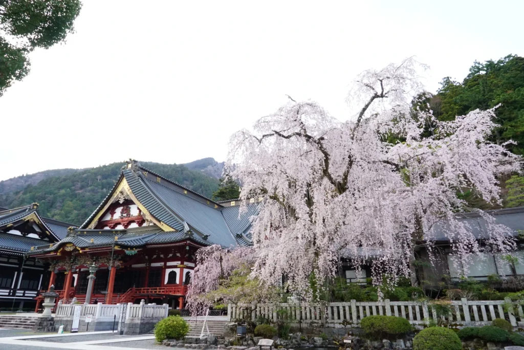 枝垂桜(Weeping Cherry blossoms)