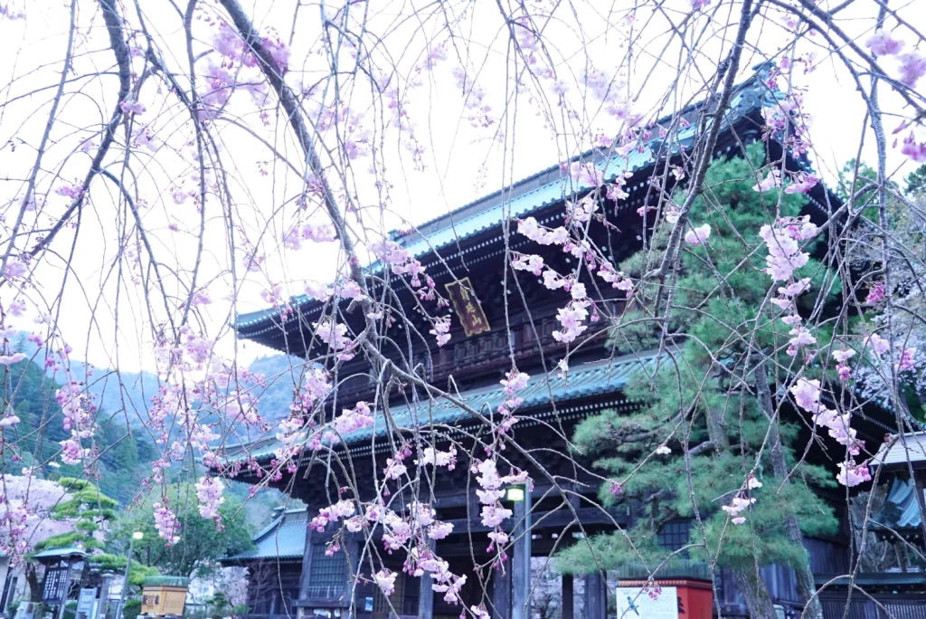 久遠寺の桜(Kuonji Temple cherry blossoms)