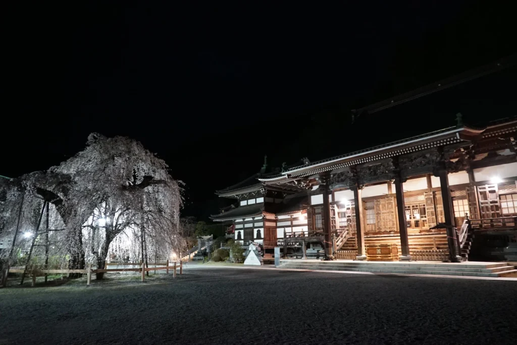 桜のライトアップ(Illuminated  cherry blossoms)