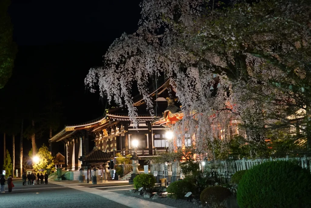 身延山の桜(Cherry blossoms at Mt. Minobu)