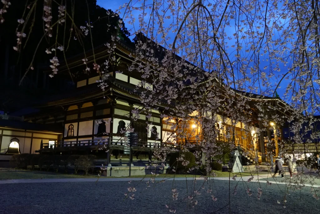 久遠寺の桜(Cherry blossoms at Kuonji Temple)
