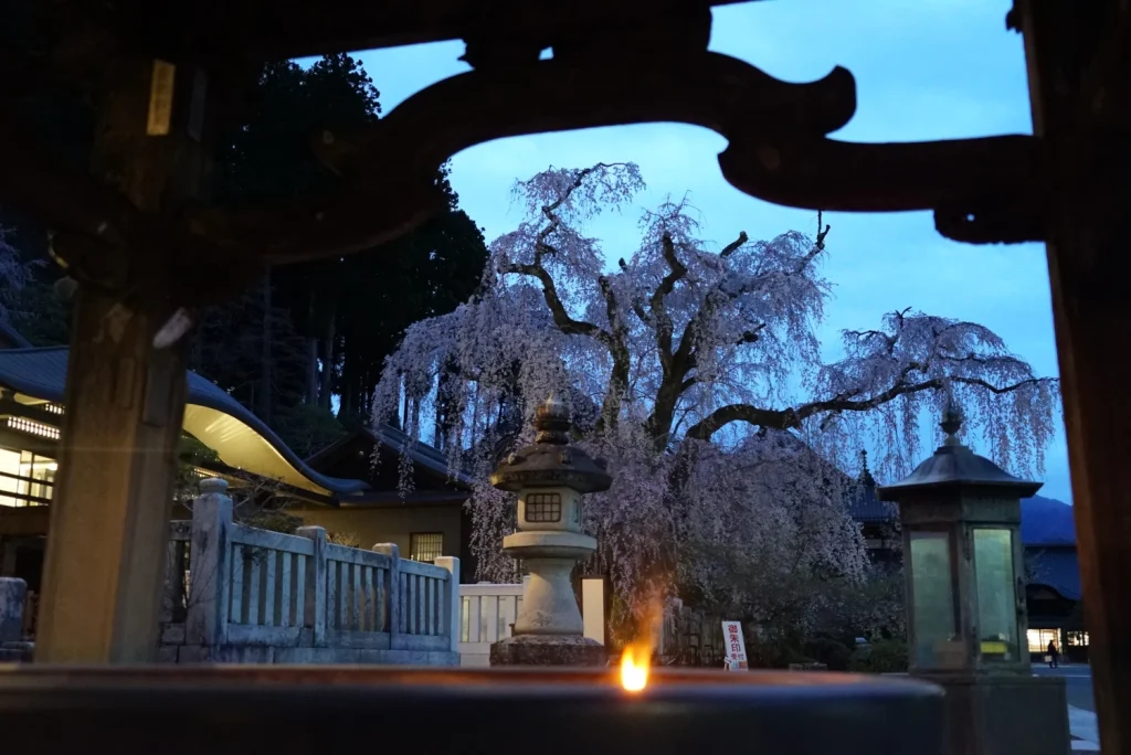 久遠寺の桜(Cherry blossoms at Kuonji Temple)