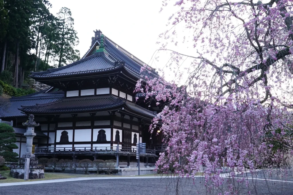 枝垂桜(Weeping Cherry blossoms)