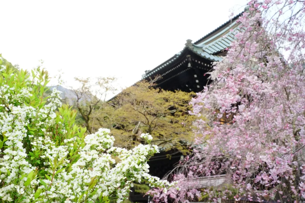 桜と雪柳(Cherry blossoms and snow willows)