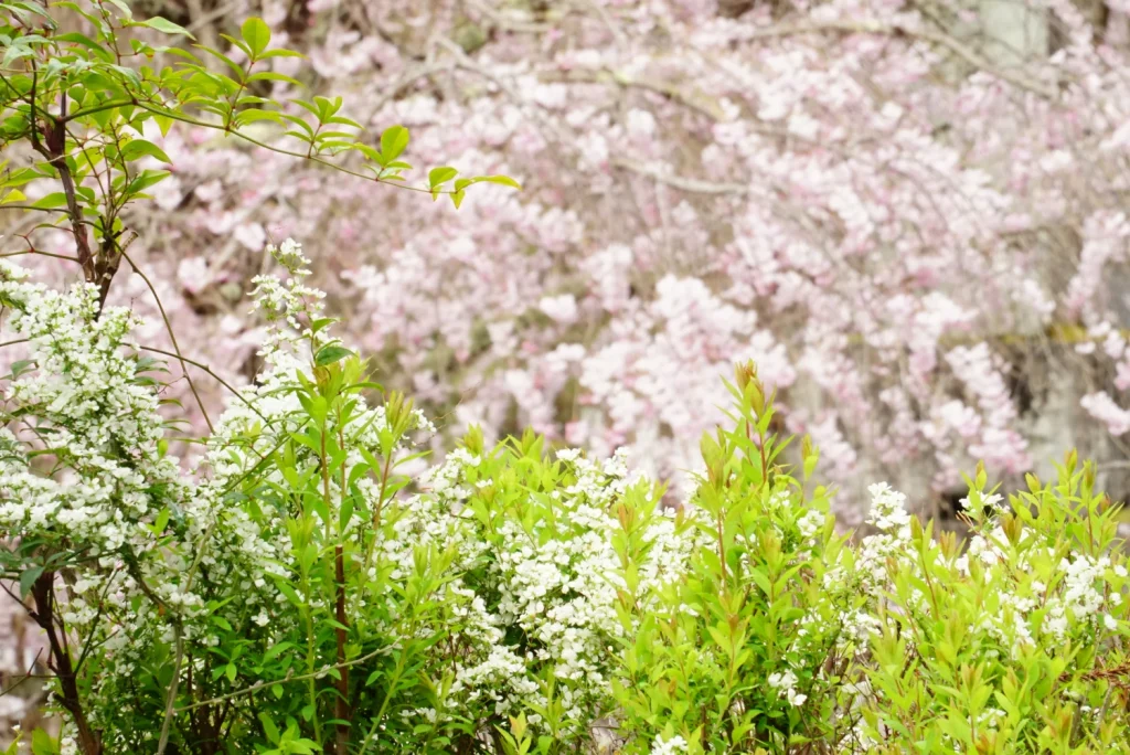 桜と雪柳(Cherry blossoms and Thunberg spirea)