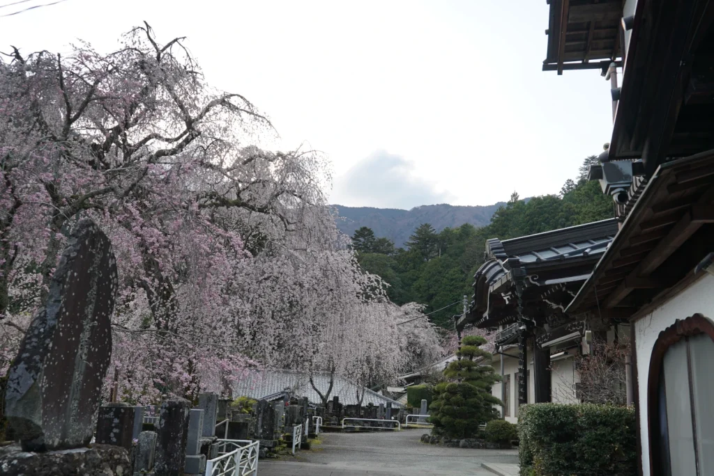 小型犬宿泊可(Dog-friendly temple lodge)