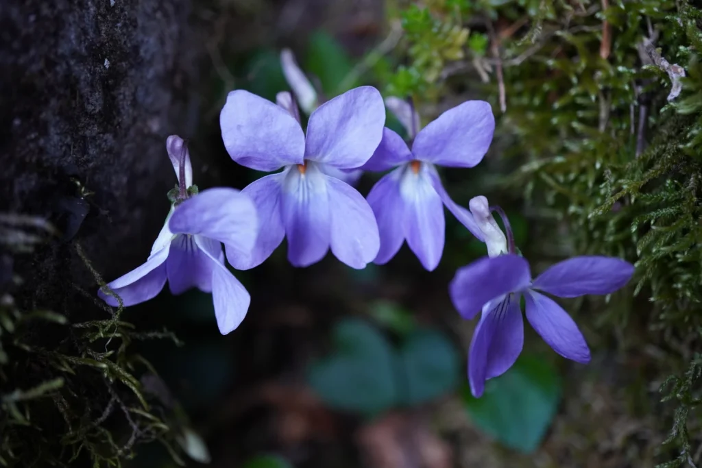 タチツボスミレ(Viola grypoceras)??