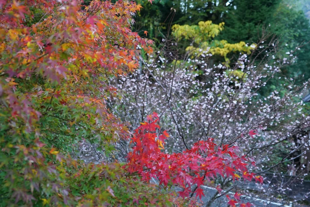 もみじと冬桜(Maple and Winter Cherry Blossoms)