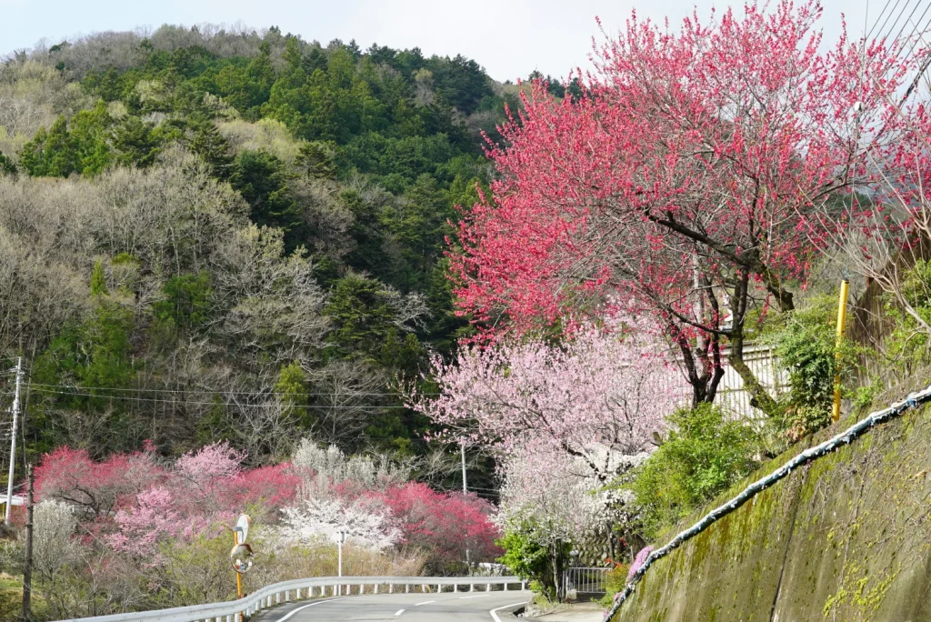 桃桜(Peach blossom)