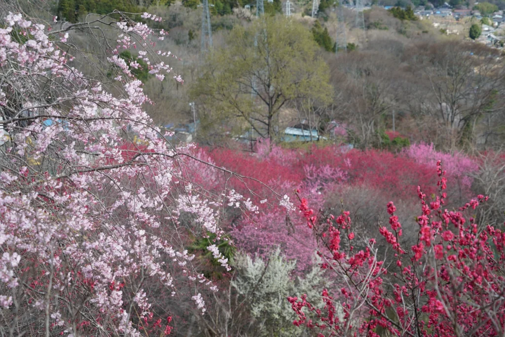 桃桜(Peach blossom)
