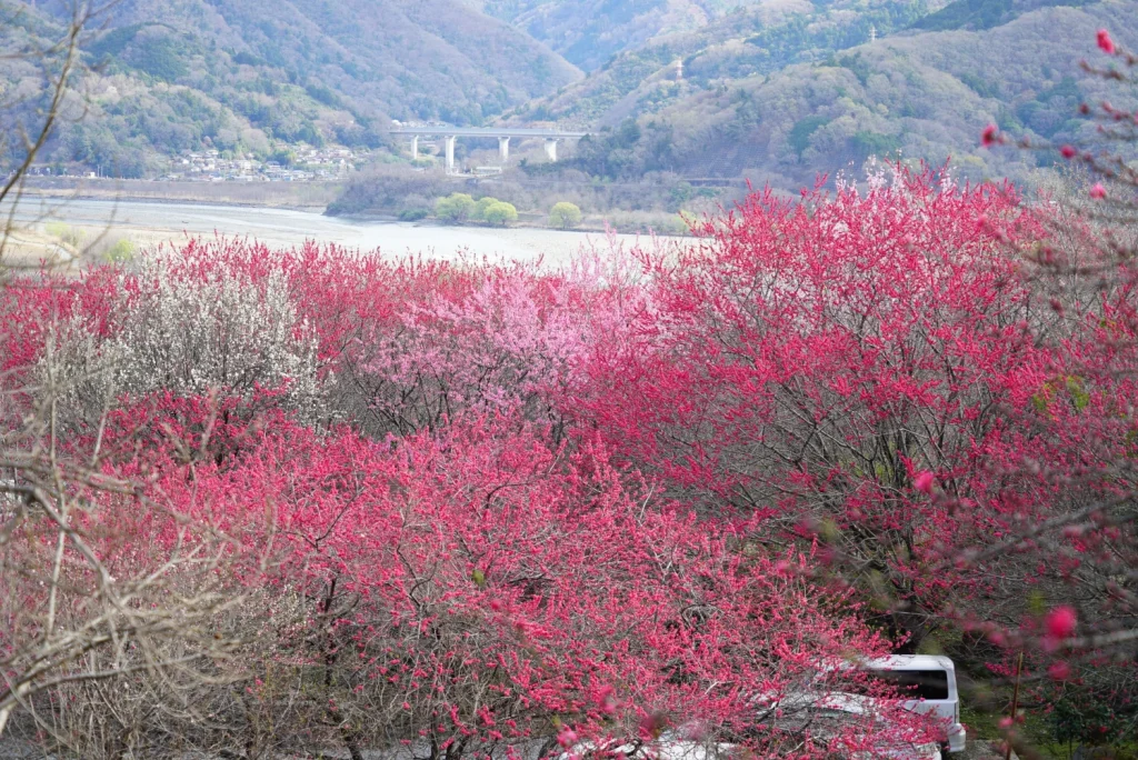 桃桜(Peach blossom)