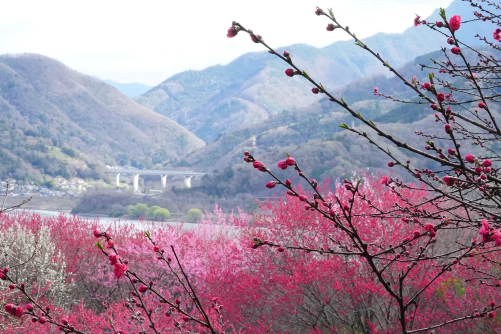 桃桜(Peach blossom)