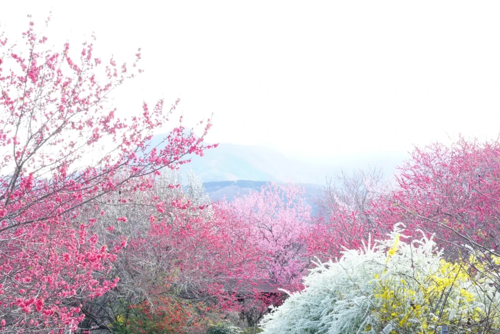 雪柳(Thunberg spiraea)