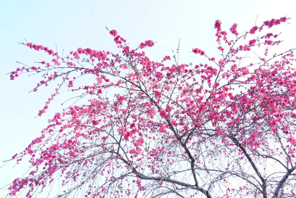 桃桜(Peach blossom)