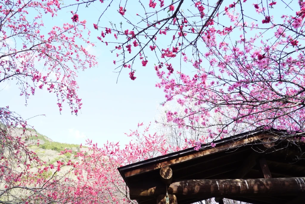桃桜(Peach blossom)