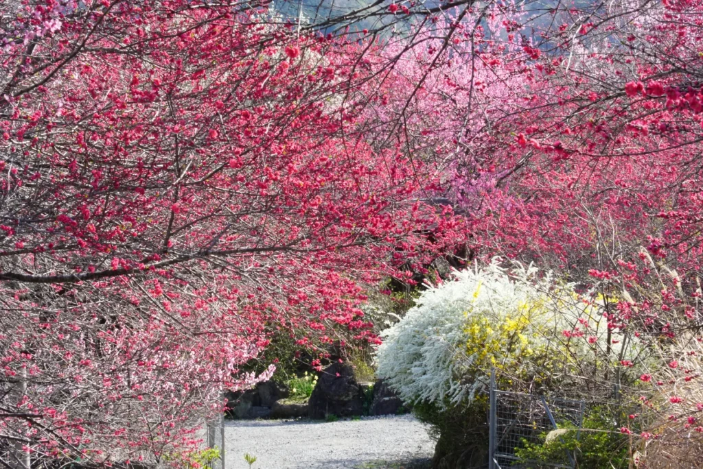 雪柳(Thunberg spiraea)