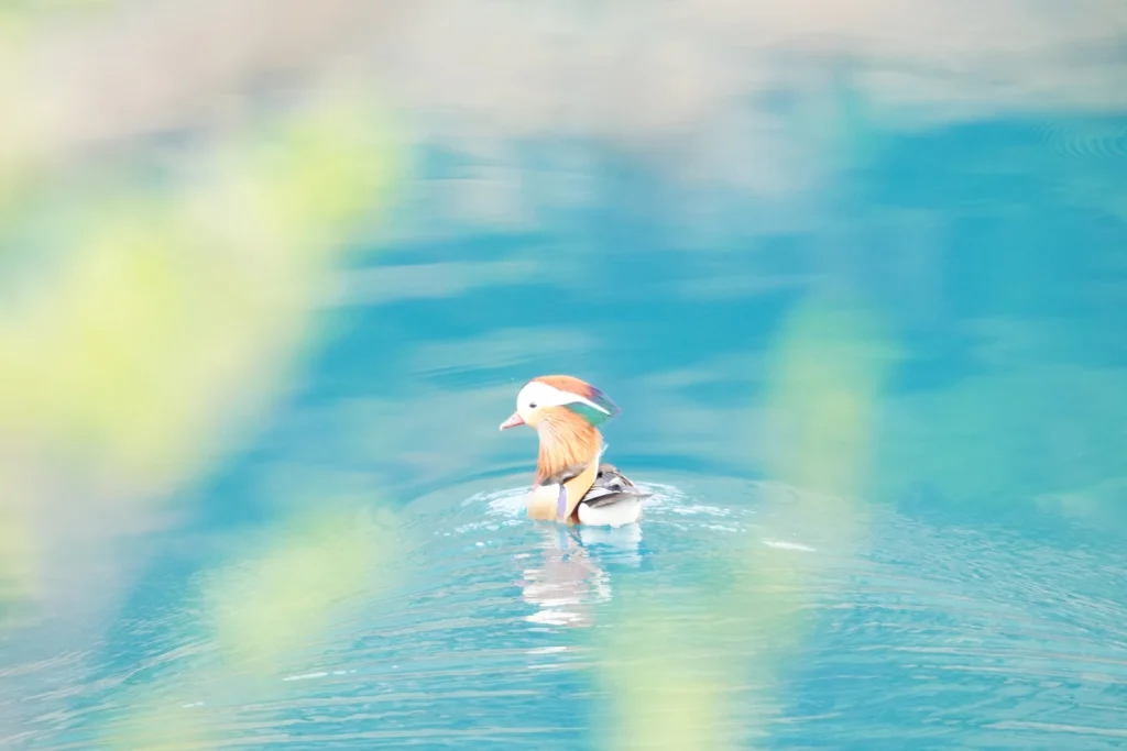 オシドリ(Mandarin duck)