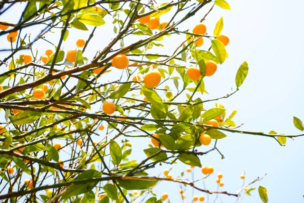 キンカン(Kumquats)
