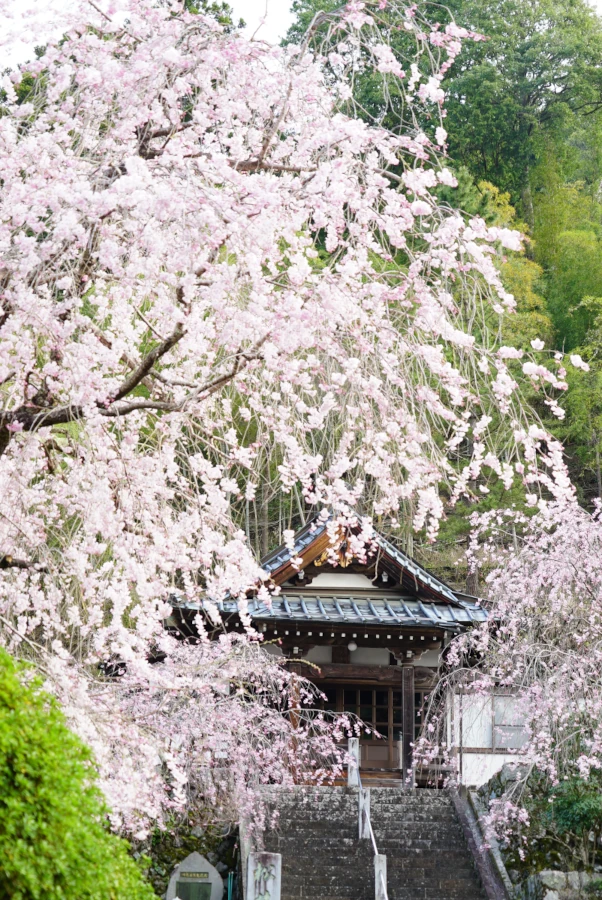 松井坊(MatsuiBo)