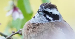 ホオジロ(Meadow Bunting)
