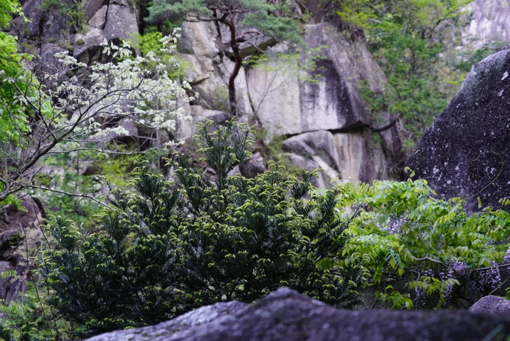 渓谷(Valley)