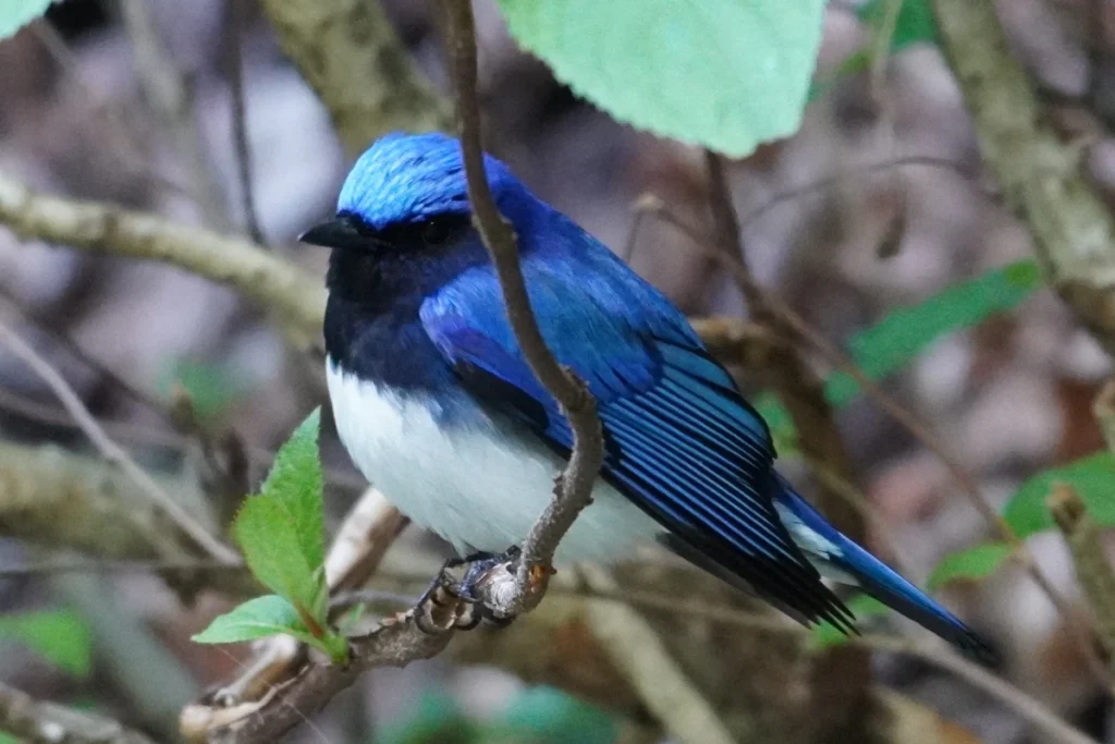 オオルリ(Blue-and-white Flycatcher)