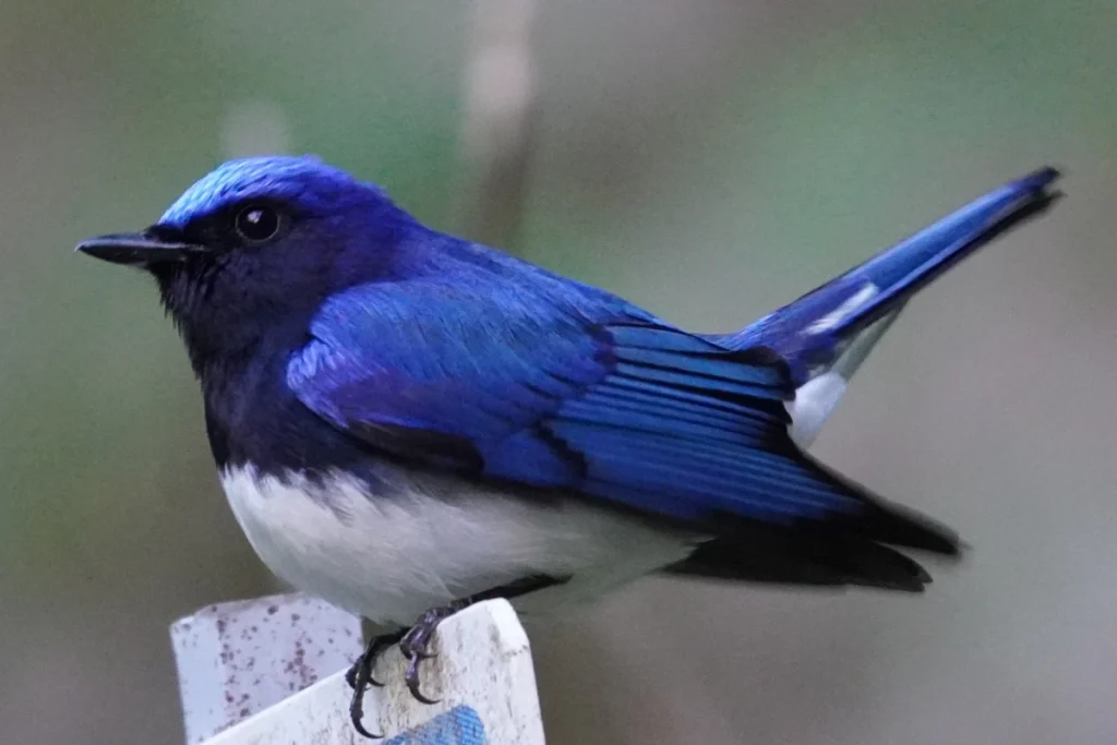 Cyanoptila cyanomelana