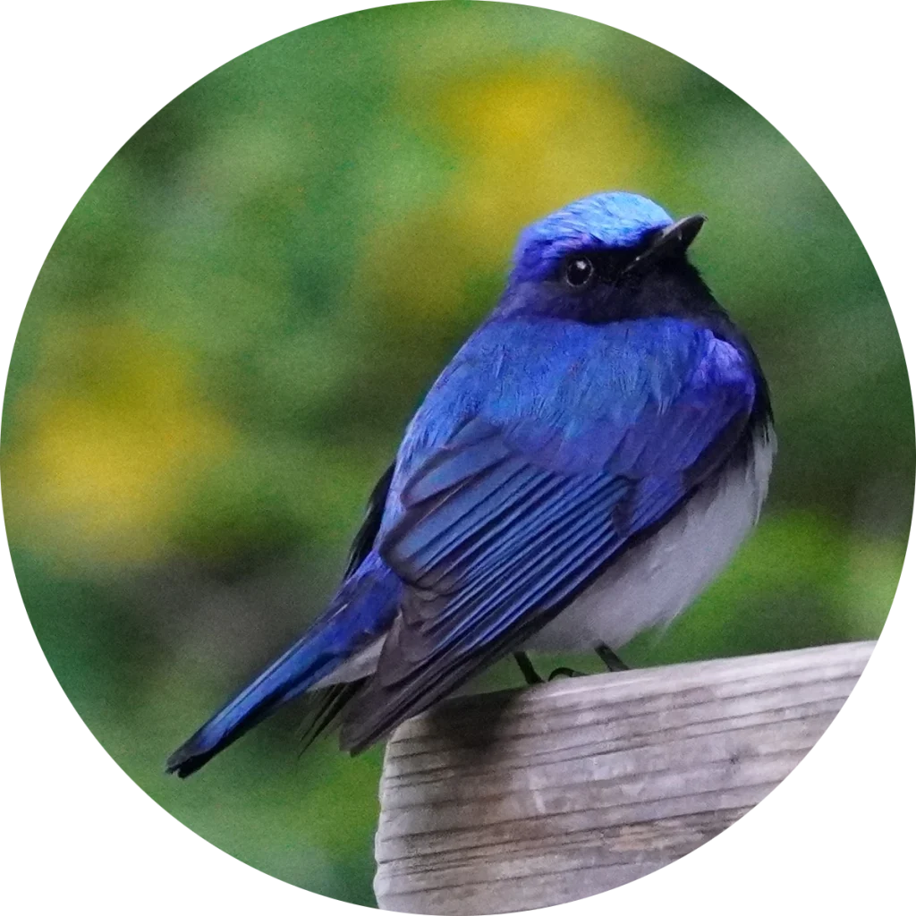 オオルリ(Blue-and-white Flycatcher)