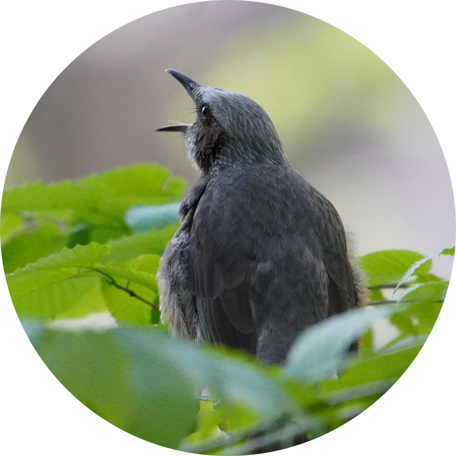 ヒヨドリ(Brown-eared bulbul)