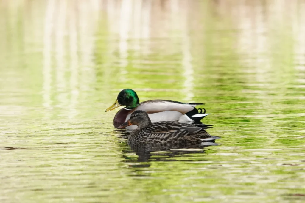マガモ(Mallard)
