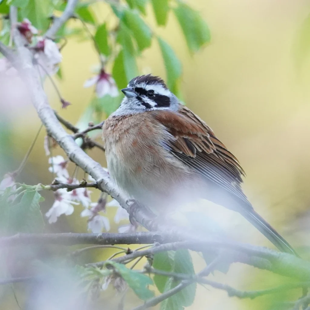 ホオジロ(Meadow Bunting)