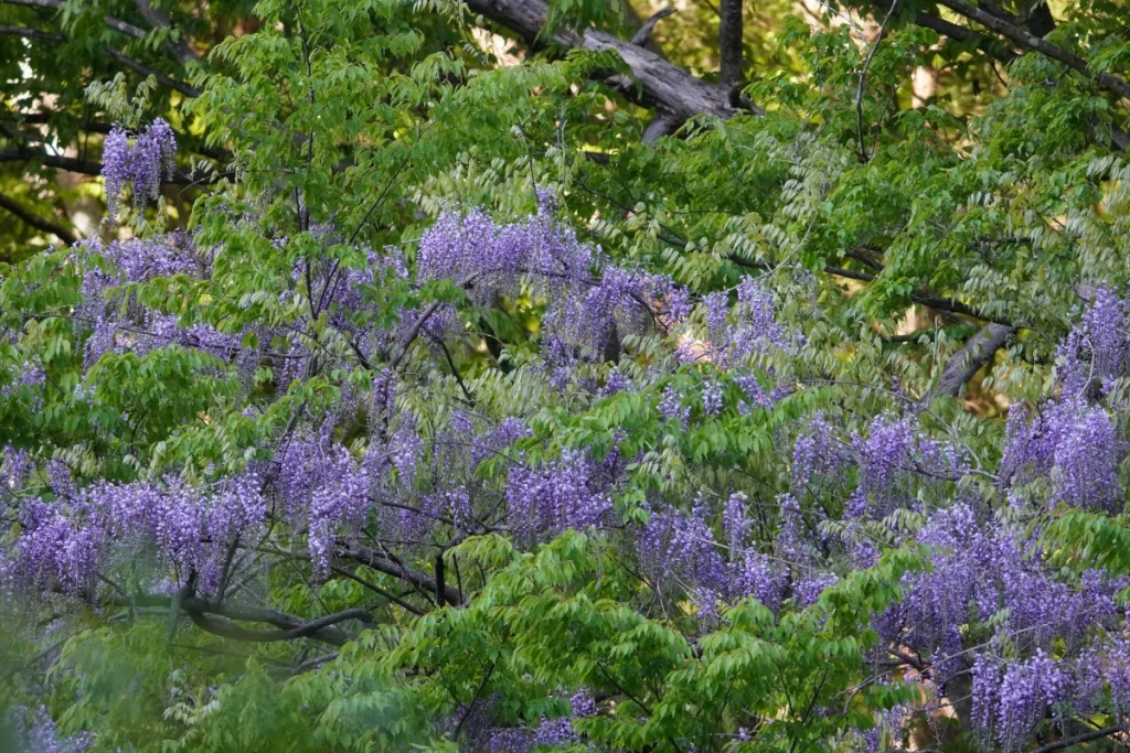 藤(Japanese wisteria)