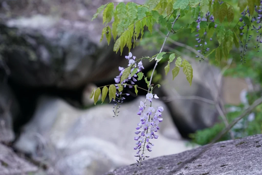 藤(Japanese wisteria)