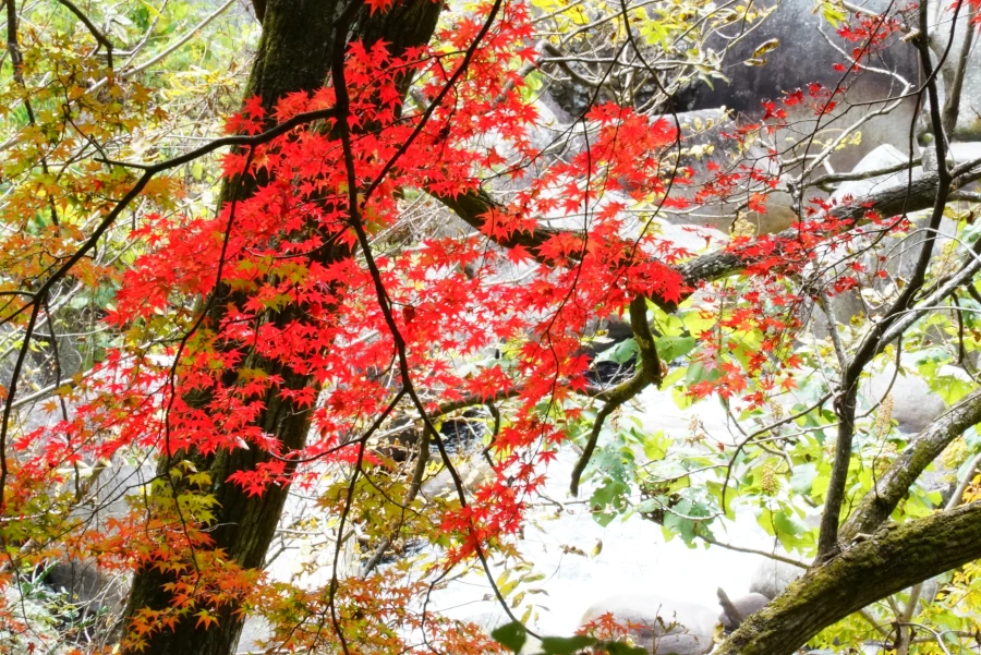 もみじ(Maple Leaves)